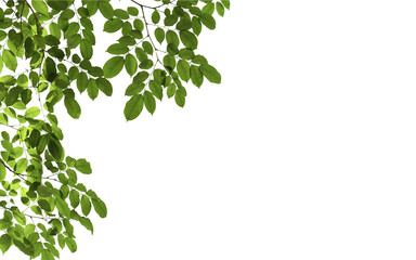branch leaves or green leaf isolated. tree leaf frame