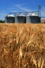 Wheat Field With Grain Silos In Background