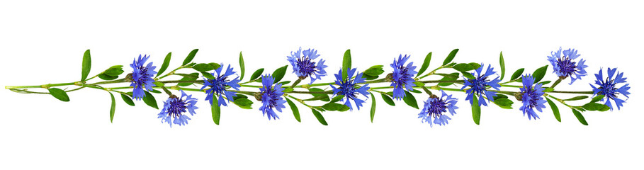 Wall Mural - floral garland with twigs of green grass and blue knapweed flowers isolated on white or transparent 