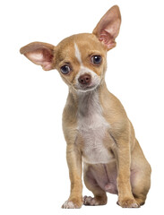 Poster - Small tan and white short haired Chihuahua puppy, dog puppy , 3 months old, isolated on white