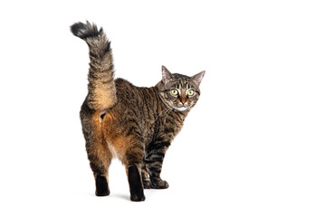 Poster - Rear view of a Tabby striped crossbreed cat looking at he camera, isolated on white