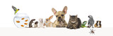 Fototapeta Koty - Group of pets leaning together on a empty web banner to place text.   Cat, dog, rabbit, ferret, guinea pig,  fish, reptile, bird, rat, spider