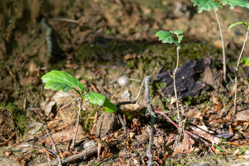 Canvas Print - sprout in the ground