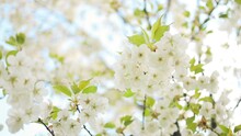 Spring Flowering Cherry, White Flowers Close-up, Selective Focus And Shallow Depth Of Field. High Quality FullHD Footage