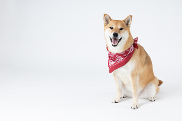 Shiba Inu cute dog on white background