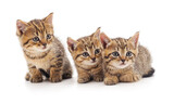 Fototapeta Pokój dzieciecy - Three small kittens.