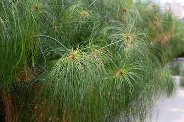 Egyptian papyrus sedge. Green plant