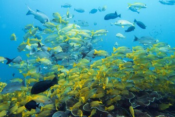 Wall Mural - Beautiful shoal of yellow tropical coral reef fish in full diversity