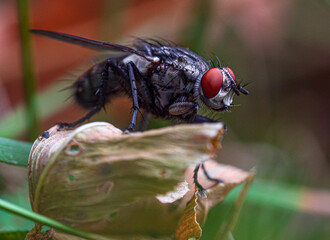 fly on a leaf