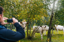 Rear View Of Man Photographing Cows In Field
