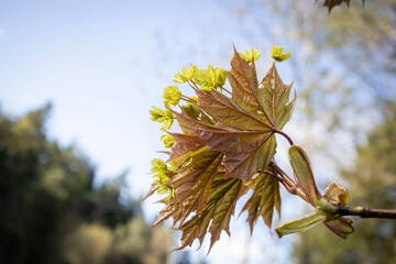 Wall Mural - Light yellow and green young maple leaves with bunch of buds on blue sky in spring sunlight