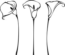 Calla Lily Flowers. Line Art Illustration Of Callas Isolated On A White Background. Set Of Vector Black And White Contour Illustrations