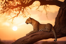 Beautiful Leopard Resting On Top Of A Tree In Africa At Sunset