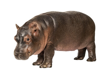 Poster - Hippo calf, 3 months old, isolated, Hippopotamus amphibius