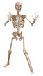 © photosvac - 3D Rendering Human Skeleton on White