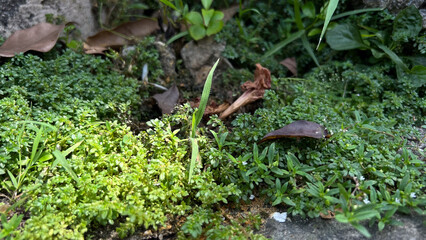 green moss on the tree