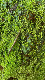 Fototapeta Natura - green moss on the stone