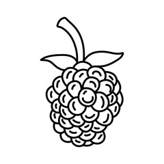 Wall Mural - Blackberry hand drawn outline doodle icon. Vector sketch illustration of healthy berry