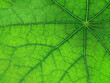 © Anastasiia - The texture of a part of a green leaf. Macro background. Natural pattern. Close-up. Spring background. Natural background. View from above. Copy space
