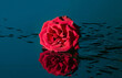 Water reflection of a red rose on a stone slab