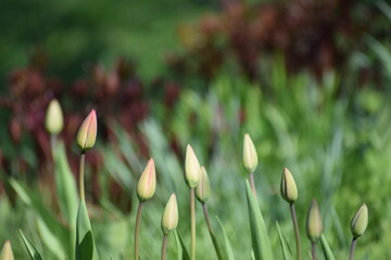 green tulip bud in the garden countryside in the spring 