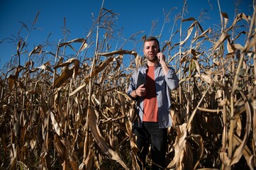 Wall Mural - Agronomist checking corn if ready for harvest. Portrait of farmer.