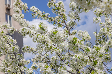 Blooming cherry tree in the city on the background of the cloudless blue sky. Spring seasonal