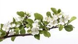 Fototapeta  - Cherry Blossom Delight: A Branch of White Flowers and Young Leaves. Generative AI