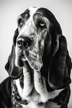 Black And White Portrait Of Basset Hound Dog. Generative AI