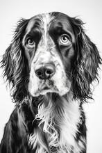 Black And White Portrait Of English Springer Spaniel Dog. Generative AI