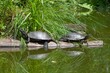 Żółwie błotne odbijające się w wodzie 