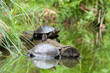 Żółw błotny na pniu drzewa nad wodą