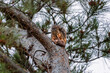 Squirrel eating a pine cone in a tree in the early morning. Tree Squirrel