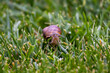 Snail in the grass looking at me. Can see tentacles and eyes. Brown garden snail
