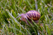 Snail crawling across the grass in the early morning. Eating a blade of grass. Brown garden snail