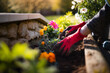 Woman gardener in garden gloves planting flowers on a sunny day. Gardening and earth care concept. Countryside living home decoration with colorful flowers. Spring plant and environment care.