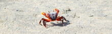 Seychelles Land Crab On The Beach.
