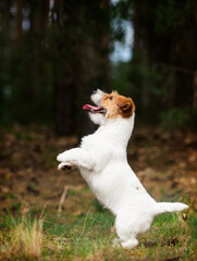 Wall Mural - dog stands on its hind legs in the forest, jack russell