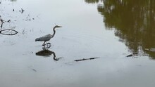 Great Blue Heron Wading And Fishing In A Pond