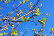 Branches of fig tree ( Ficus carica ) with green immature fruit against blue sky on sunny spring day