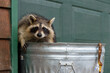 Raccoon (Procyon lotor) Looks Out of Trash Can Banana Peel Hanging