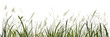 Meadow grass row prairie cutout white background (generative AI)