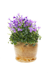 Wall Mural - Campanula in a pot