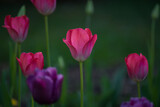 Fototapeta Tulipany - Tulipan