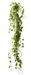 Wall Mural - vertical growing ivy with tendrils isolated on a transparent background, generative ai