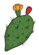 Blooming nopal pad with fruit and flower in cartoon style, Vector illustration