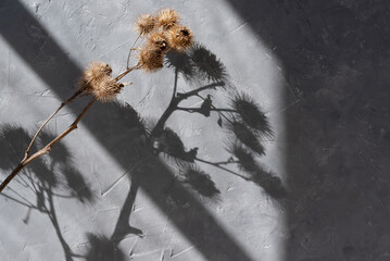 Dried meadow burdock flower and aesthetic floral sunlight shadows on gray concrete wall texture, elegant minimalist summer background, branding or blog template