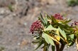 Flowers of a tabaiba majorera plant, Euphorbia atropurpurea