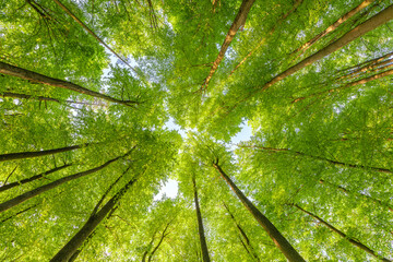 springtime forest with setting sun shining through leaves and branches. nature, forestry, habitat, e