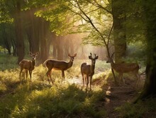 A Family Of Deer Grazing In A Sunlit Clearing Surrounded By A Vibrant Woodland No Text Photografic R